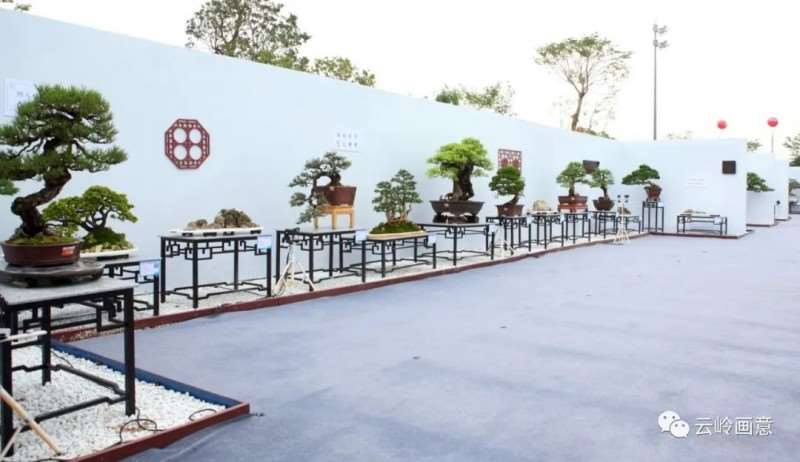 2020年 云南省盆景赏石协会发展记