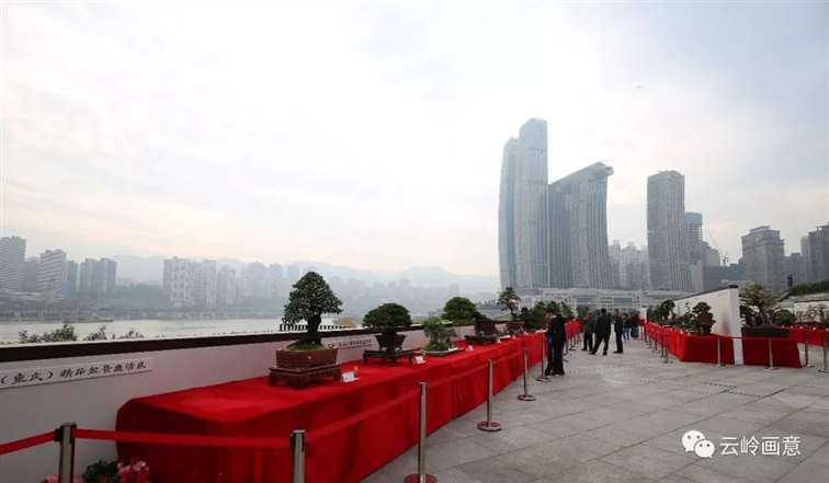 2020年 云南省盆景赏石协会发展记