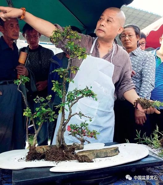 图解 张夷现场制作砚式盆景的12个过程