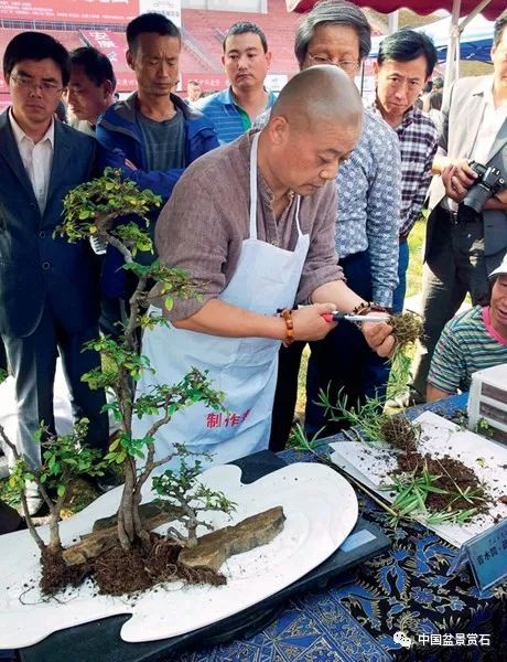 图解 张夷现场制作砚式盆景的12个过程