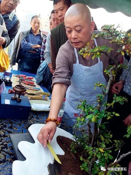 图解 张夷现场制作砚式盆景的12个过程