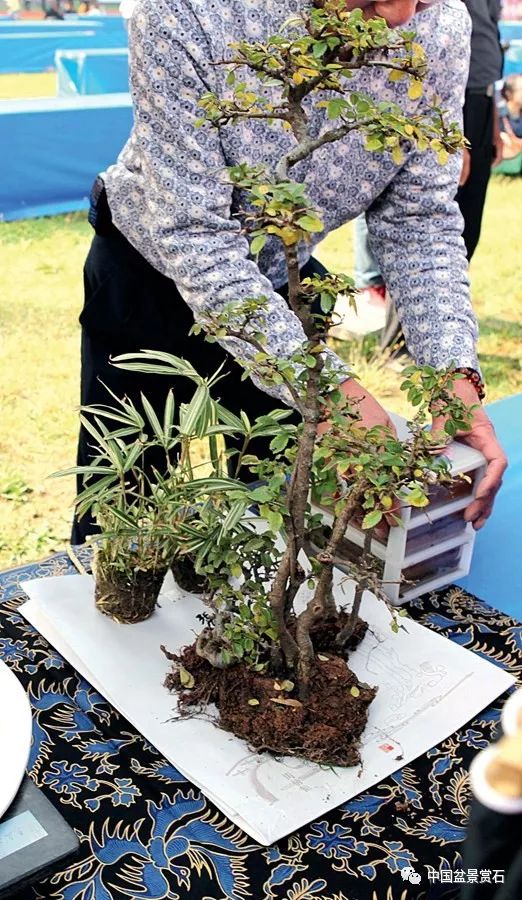图解 张夷现场制作砚式盆景的12个过程
