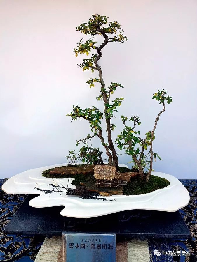 图解 张夷现场制作砚式盆景的12个过程