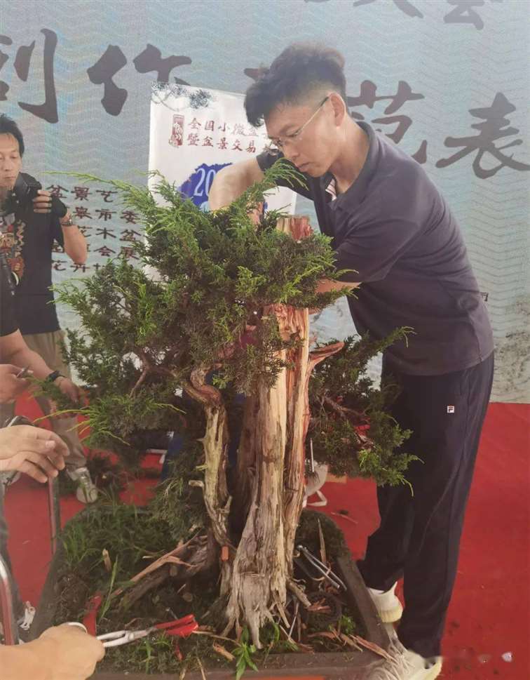 图解 杨建怎么制作真柏盆景的18个过程