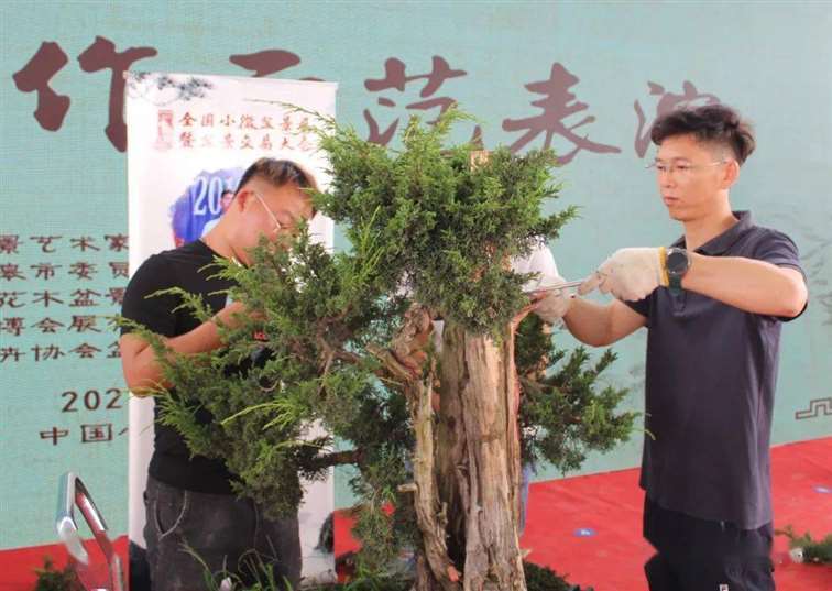 图解 杨建怎么制作真柏盆景的18个过程