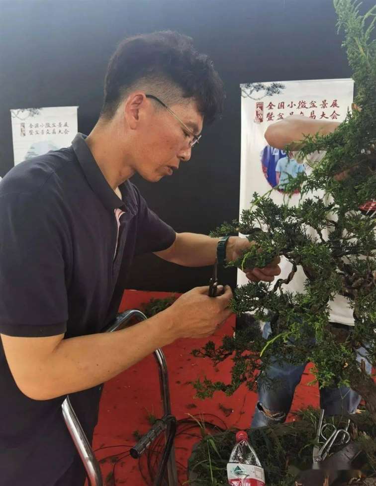 图解 杨建怎么制作真柏盆景的18个过程