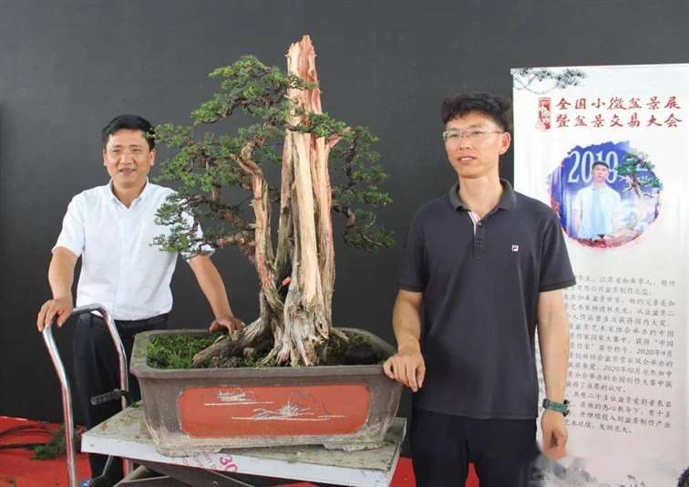 图解 杨建怎么制作真柏盆景的18个过程