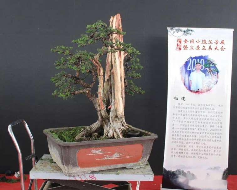 图解 杨建怎么制作真柏盆景的18个过程