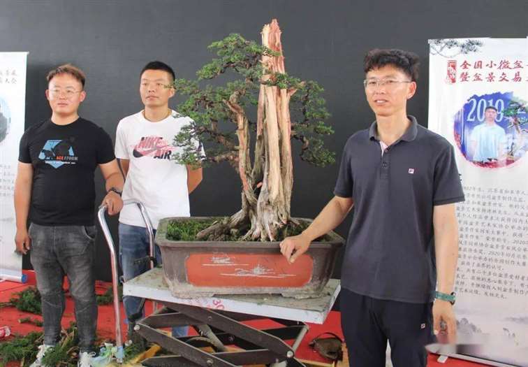 图解 杨建怎么制作真柏盆景的18个过程