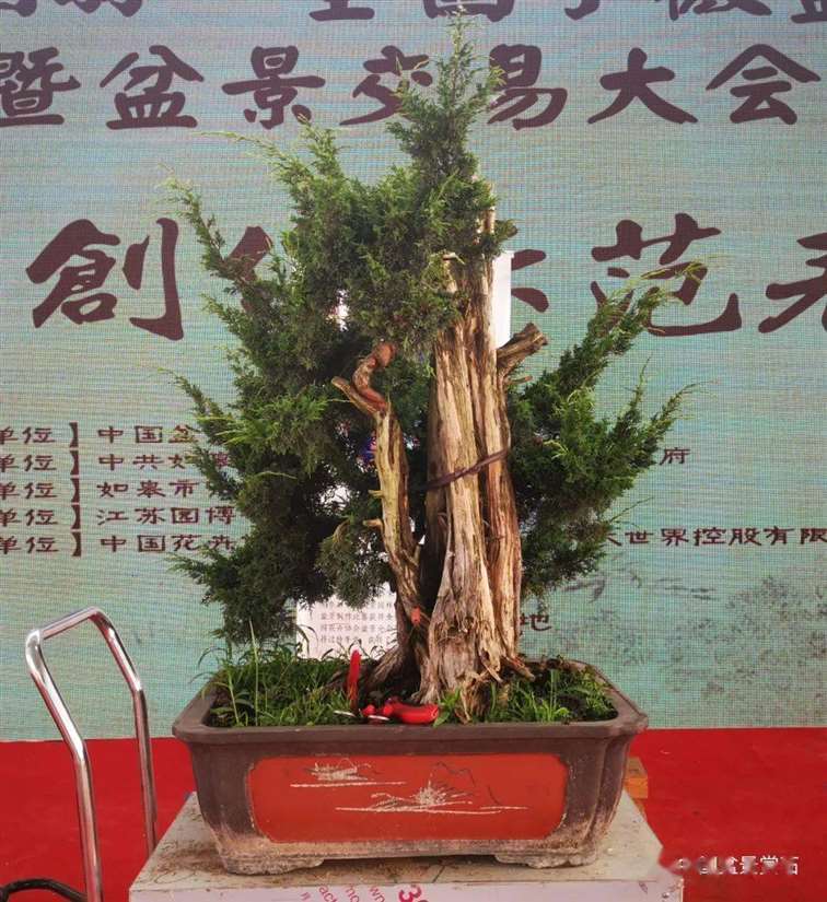 图解 杨建怎么制作真柏盆景的18个过程