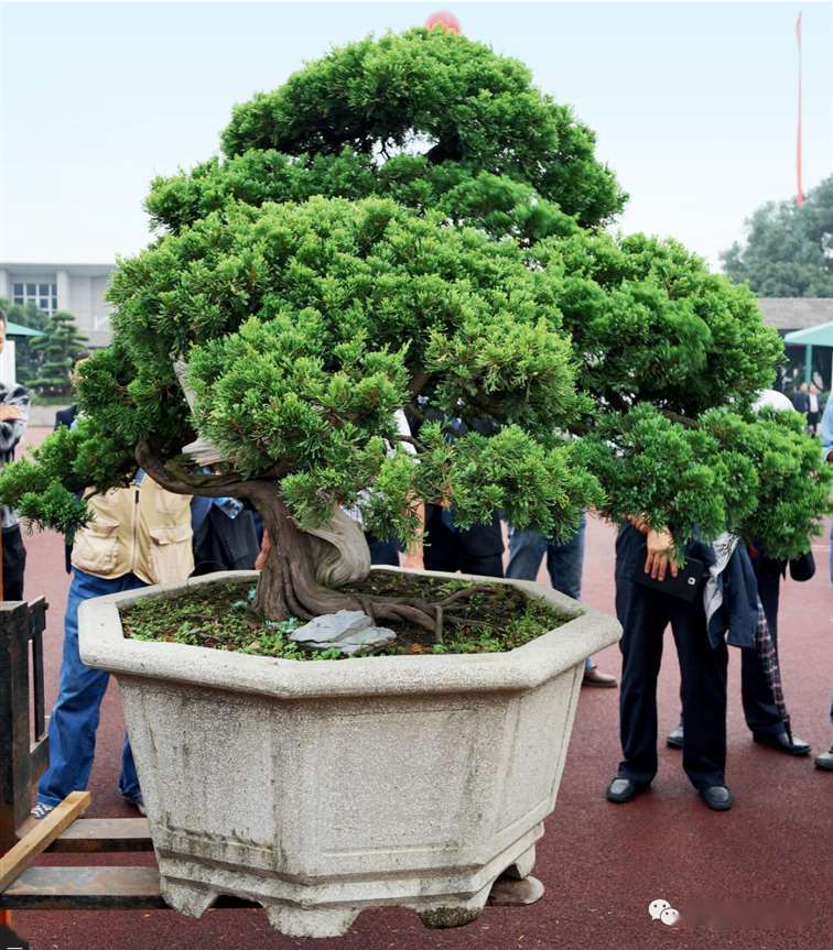 图解 大型真柏盆景怎么蟠扎的21个过程