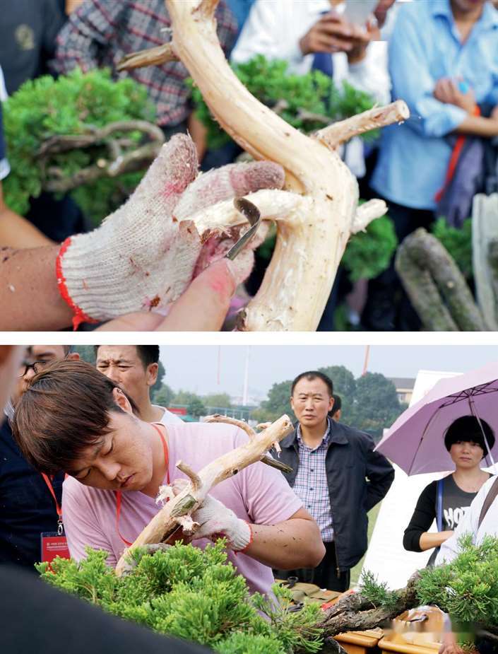 图解 大型真柏盆景怎么蟠扎的21个过程