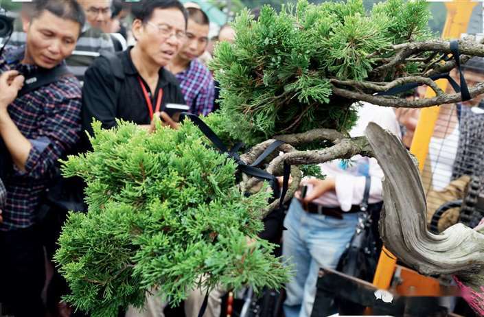 图解 大型真柏盆景怎么蟠扎的21个过程