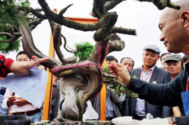 图解 大型真柏盆景怎么蟠扎的21个过程