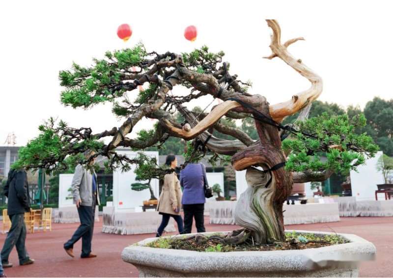 图解 大型真柏盆景怎么蟠扎的21个过程