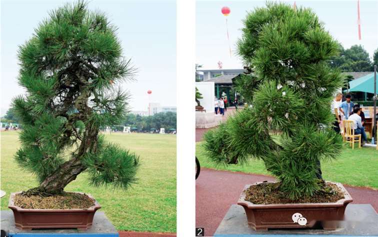 图解 大型真柏盆景怎么蟠扎的21个过程