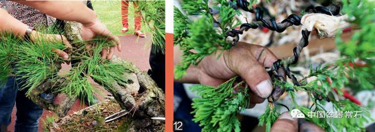 图解 大型真柏盆景怎么蟠扎的21个过程