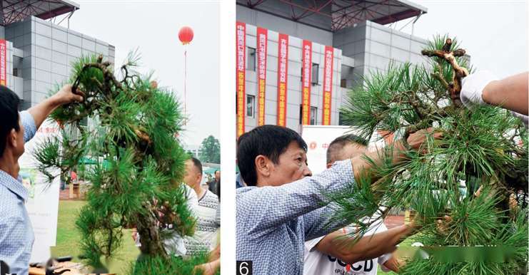 图解 大型真柏盆景怎么蟠扎的21个过程