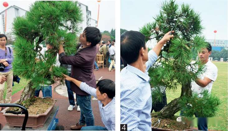 图解 大型真柏盆景怎么蟠扎的21个过程
