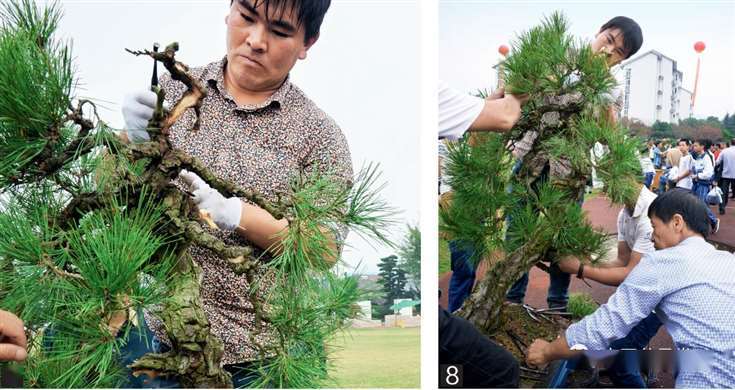 图解 大型真柏盆景怎么蟠扎的21个过程