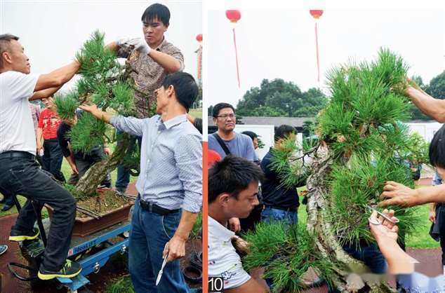 图解 大型真柏盆景怎么蟠扎的21个过程
