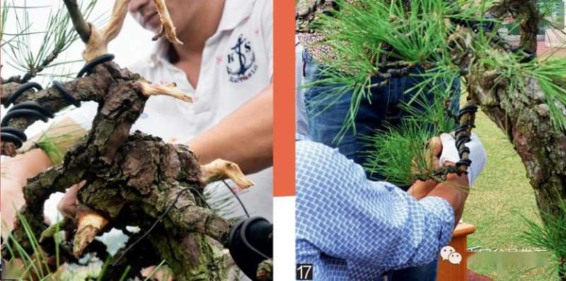 图解 大型真柏盆景怎么蟠扎的21个过程