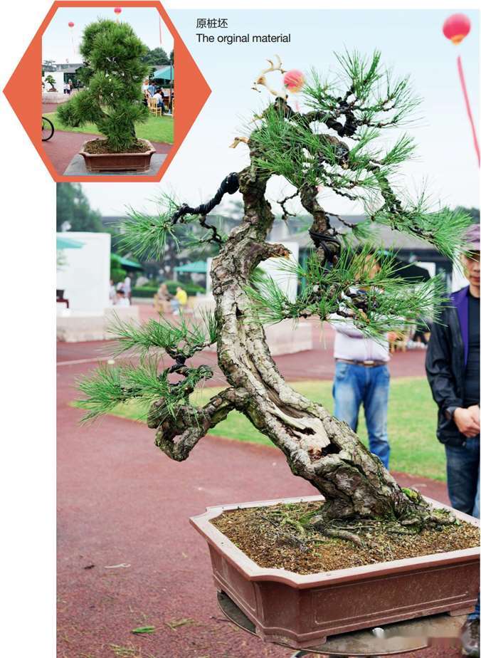 图解 大型真柏盆景怎么蟠扎的21个过程