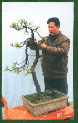 图解 黄山颂盆景怎么制作的7个步骤