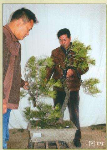 图解 黄山颂盆景怎么制作的7个步骤