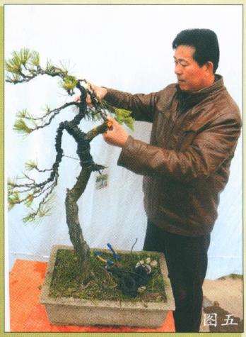 图解 黄山颂盆景怎么制作的7个步骤