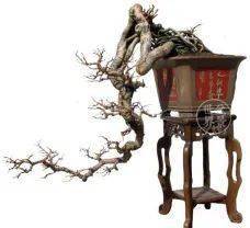 图解 18年制作山油甘悬崖盆景的过程