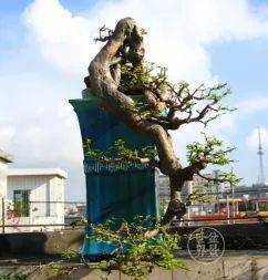 图解 18年制作山油甘悬崖盆景的过程