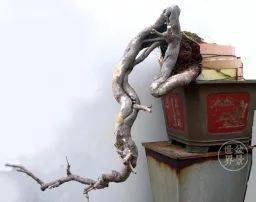 图解 18年制作山油甘悬崖盆景的过程