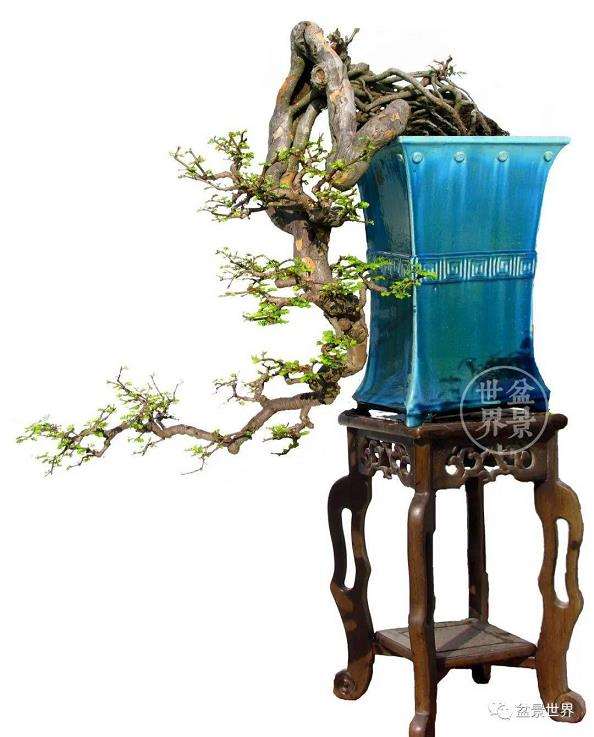 图解 18年制作山油甘悬崖盆景的过程