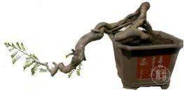 图解 18年制作山油甘悬崖盆景的过程