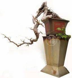 图解 18年制作山油甘悬崖盆景的过程