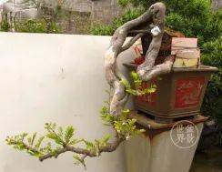 图解 18年制作山油甘悬崖盆景的过程