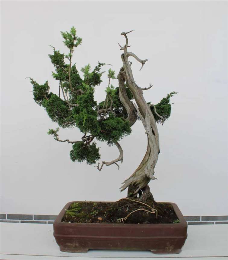 刺柏盆景怎么换盆蟠扎