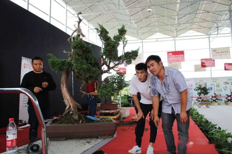 刺柏盆景怎么换盆蟠扎