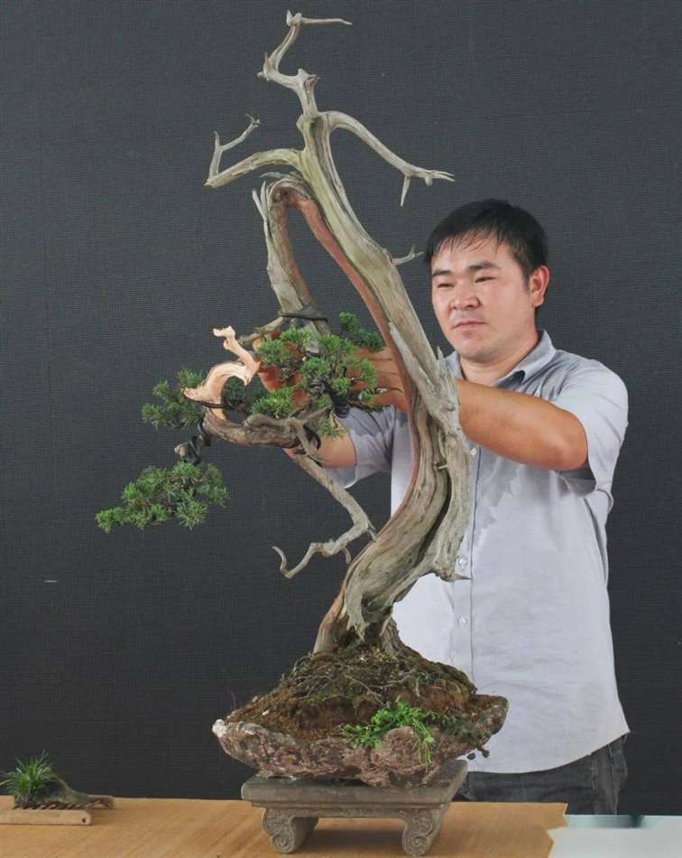 刺柏盆景怎么换盆蟠扎