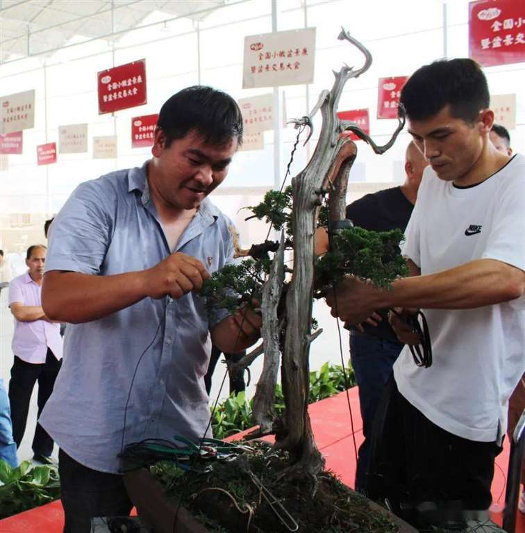 刺柏盆景怎么换盆蟠扎