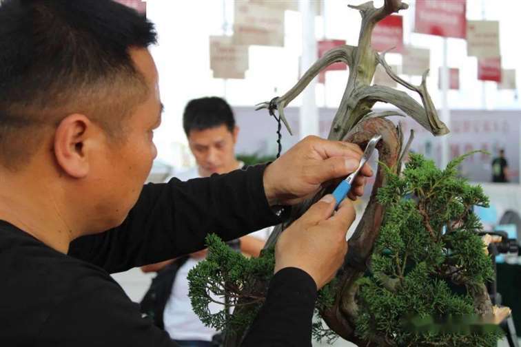图解 刺柏盆景怎么换盆蟠扎的15个步骤