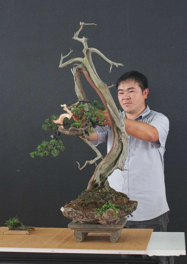 图解 刺柏盆景怎么换盆蟠扎的15个步骤