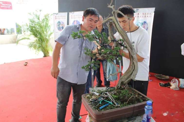 图解 刺柏盆景怎么换盆蟠扎的15个步骤