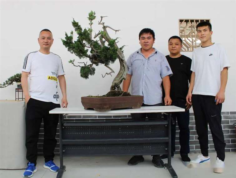 图解 刺柏盆景怎么换盆蟠扎的15个步骤