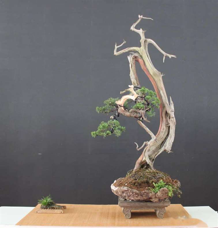 图解 刺柏盆景怎么换盆蟠扎的15个步骤