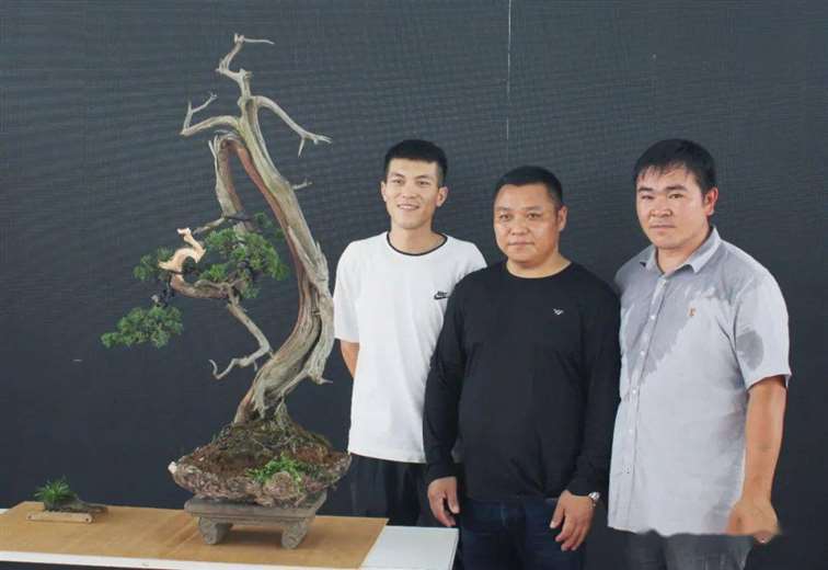 图解 刺柏盆景怎么换盆蟠扎的15个步骤