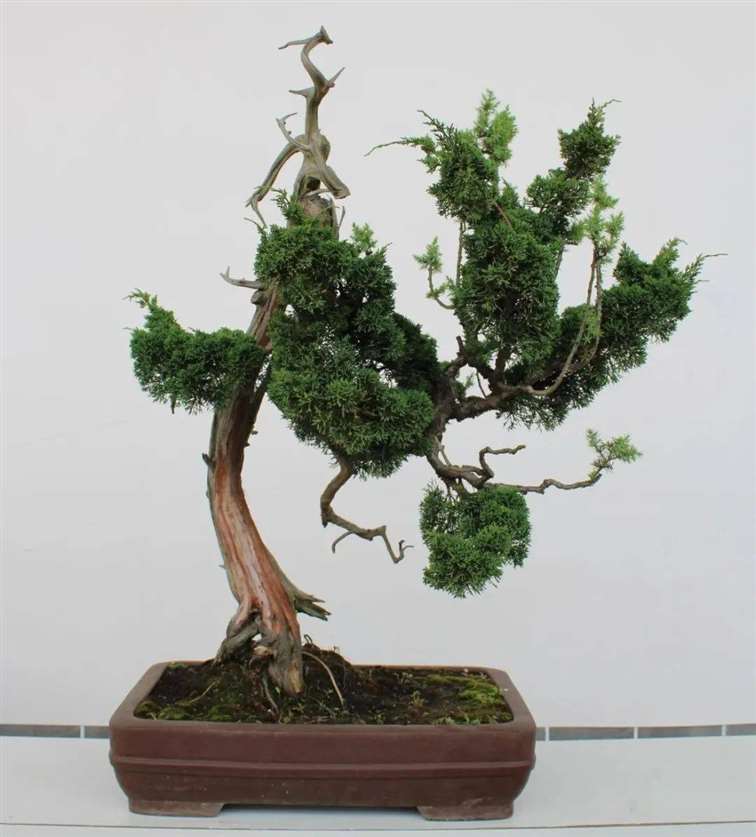 刺柏盆景怎么换盆蟠扎