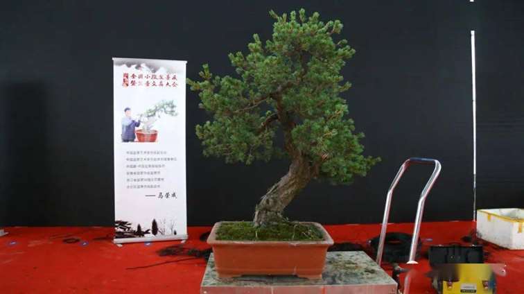 五针松盆景怎么修剪蟠扎