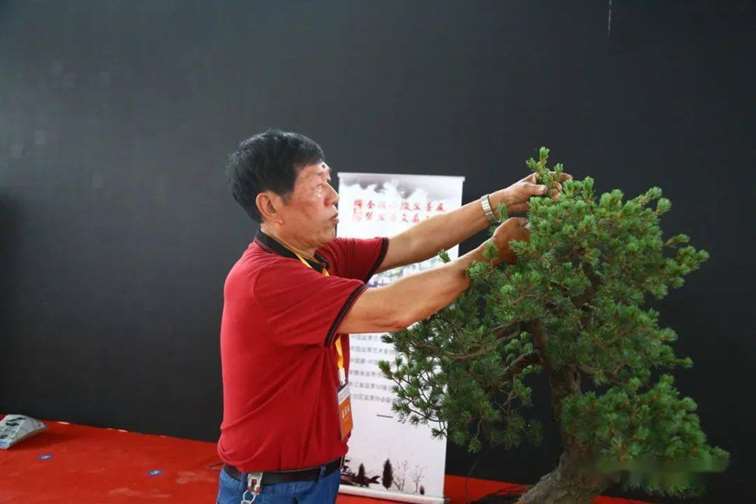 五针松盆景怎么修剪蟠扎